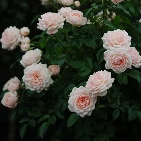 Roz deschis - trandafiri miniatur - pitici